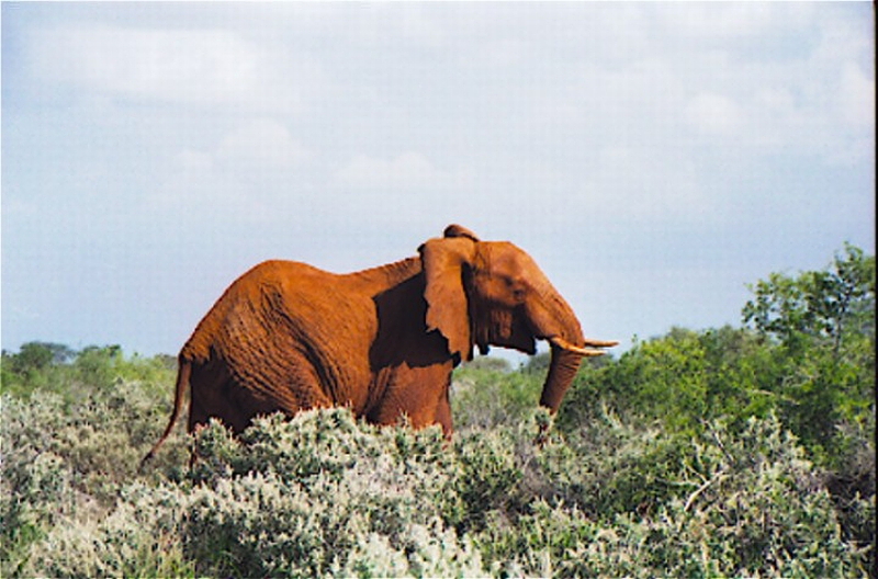 Urlaub Kenia 1999-2000