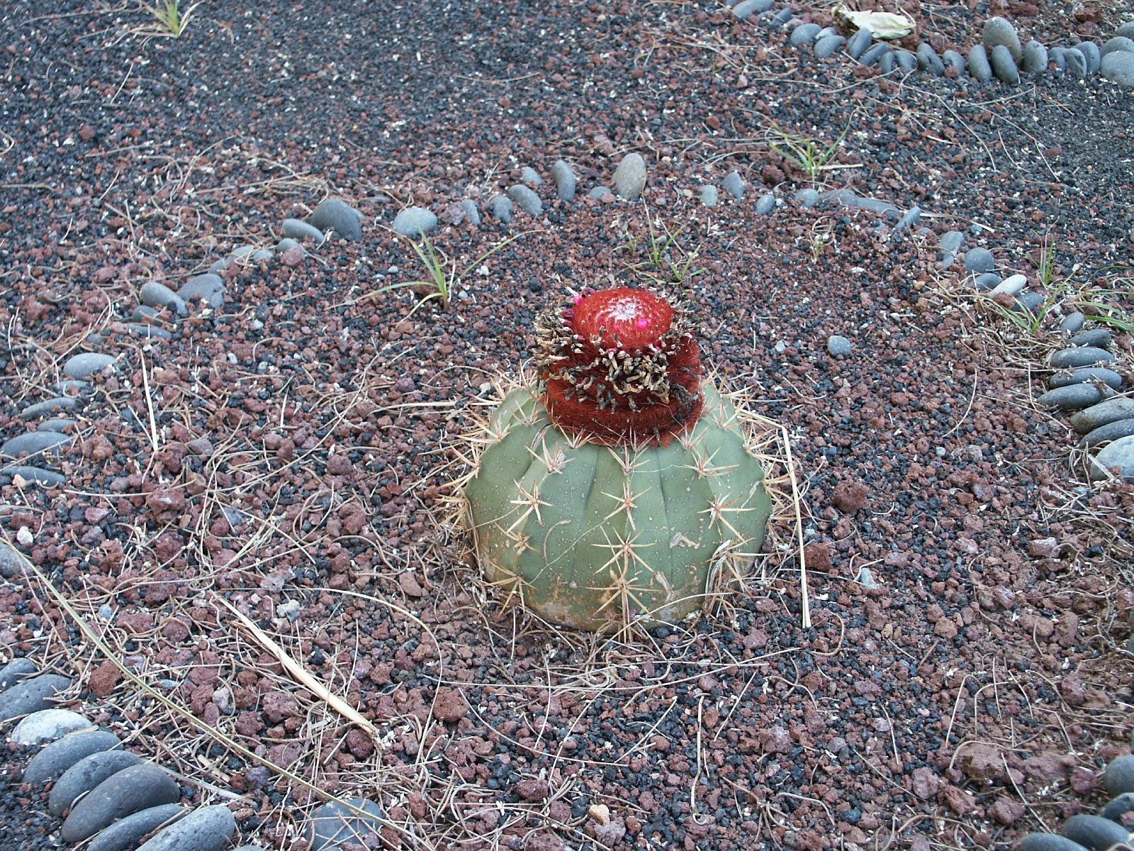 Urlaub Lanzarote -2002