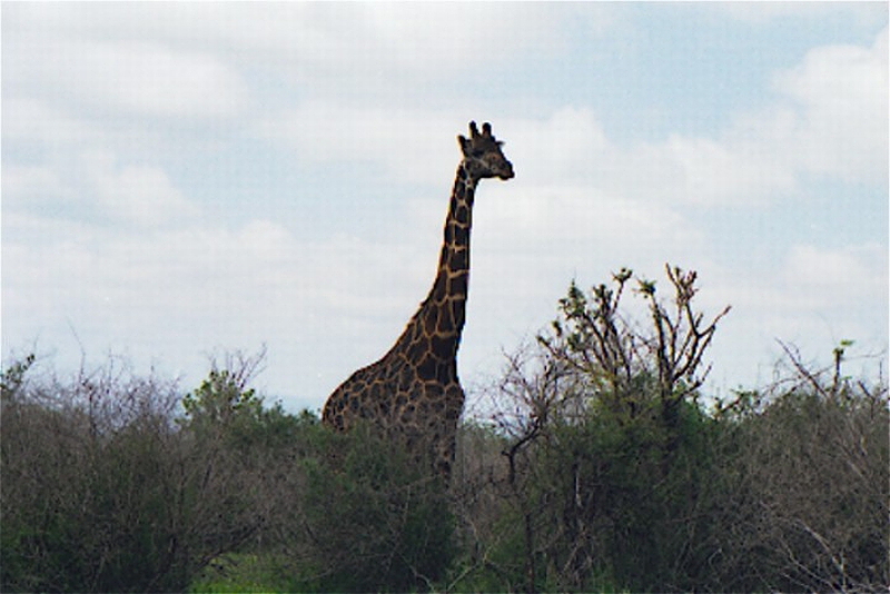 Urlaub Kenia 1999-2000